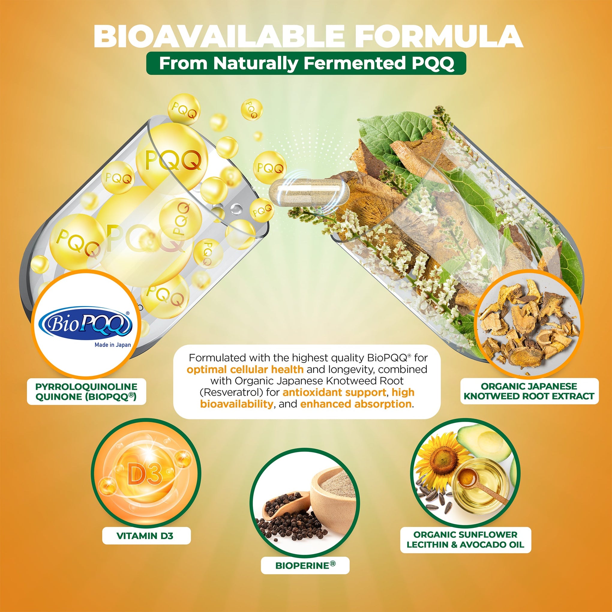 Brain Supplements for Memory and Focus